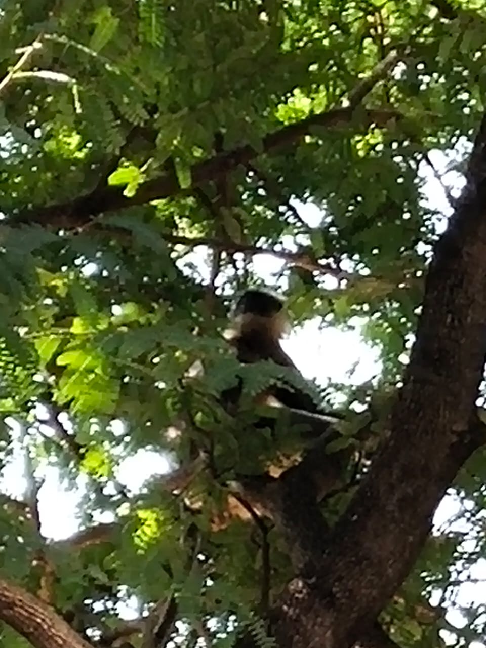 Dattaashrama Nulenuru